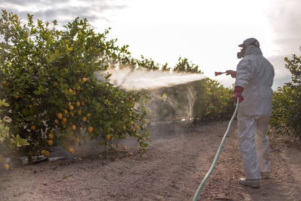 Best Termite Control Services  in St James City, FL